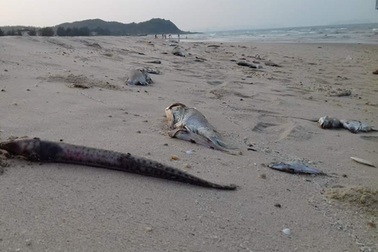 Doanh nghiệp dọa tẩy chay “biển đen” nếu tình hình cá chết không được làm rõ