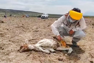 Phát hiện sinh vật hút cạn khô máu khiến hàng loạt gia súc chết la liệt