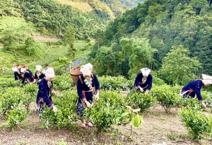 Mô hình trồng chè ở xã Chu Hương, huyện Mỹ Phương, tỉnh Bắc Kạn. Ảnh CTV.