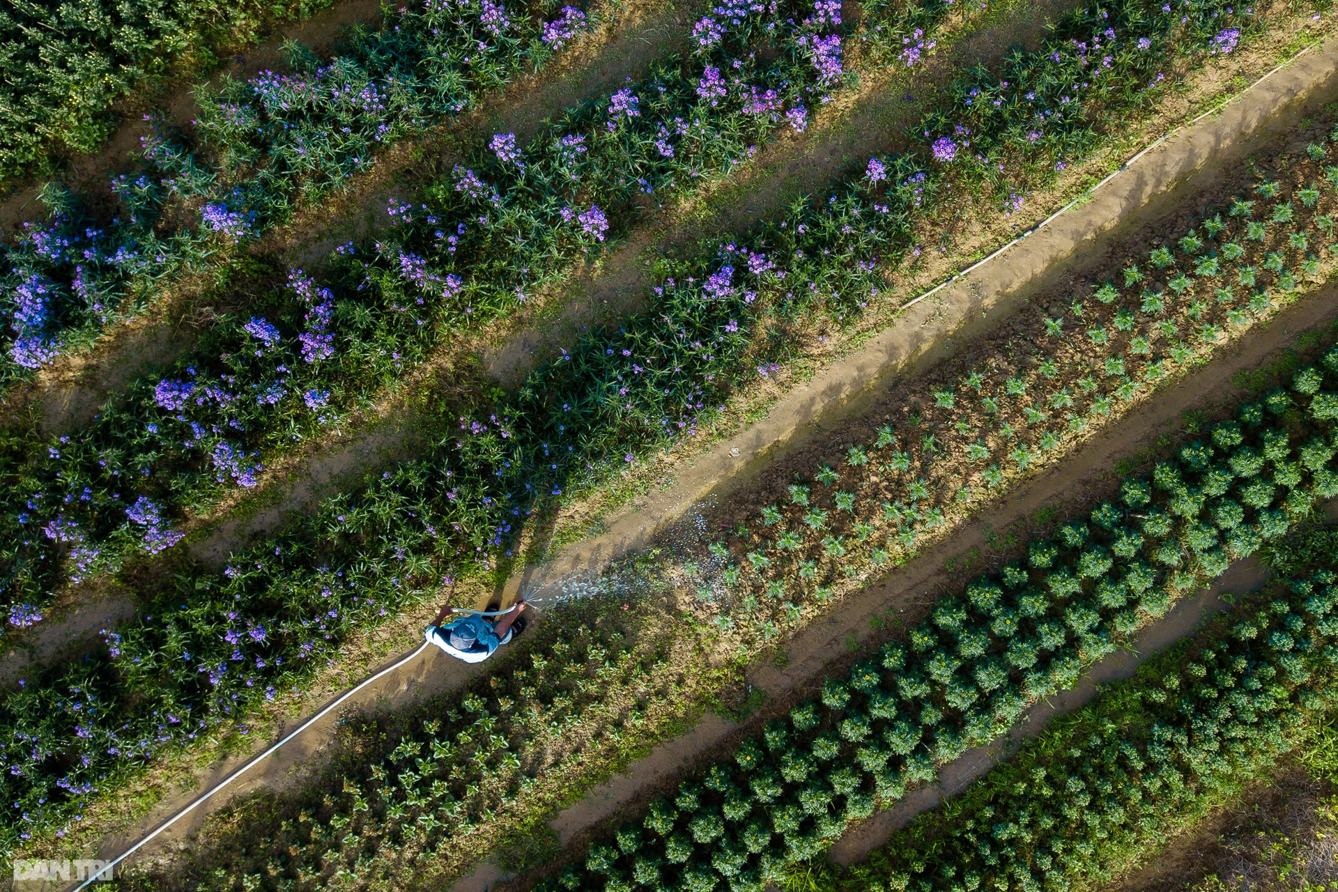 Nông dân Thừa Thiên Huế lo mất trắng vụ hoa Tết 2022 - 6