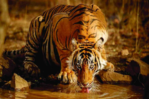 Kỷ lục buồn của loài hổ tại Ấn Độ