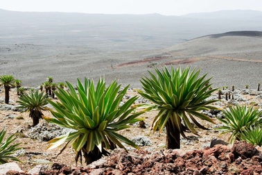 Tìm thấy hầm đá trú ẩn 47.000 năm tuổi ở châu Phi