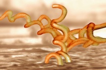 Đã có cách để giữ bệnh giang mai phát triển trong phòng thí nghiệm