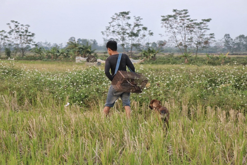 Người dân Hà Nội kiếm tiền triệu mỗi ngày từ nghề săn cu tý - 2 Người dân Hà Nội kiếm tiền triệu mỗi ngày từ nghề săn cu tý - 2