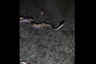 Kỳ lạ khoảnh khắc hàng chục con cóc “cưỡi” trên lưng trăn để “đi nhờ”