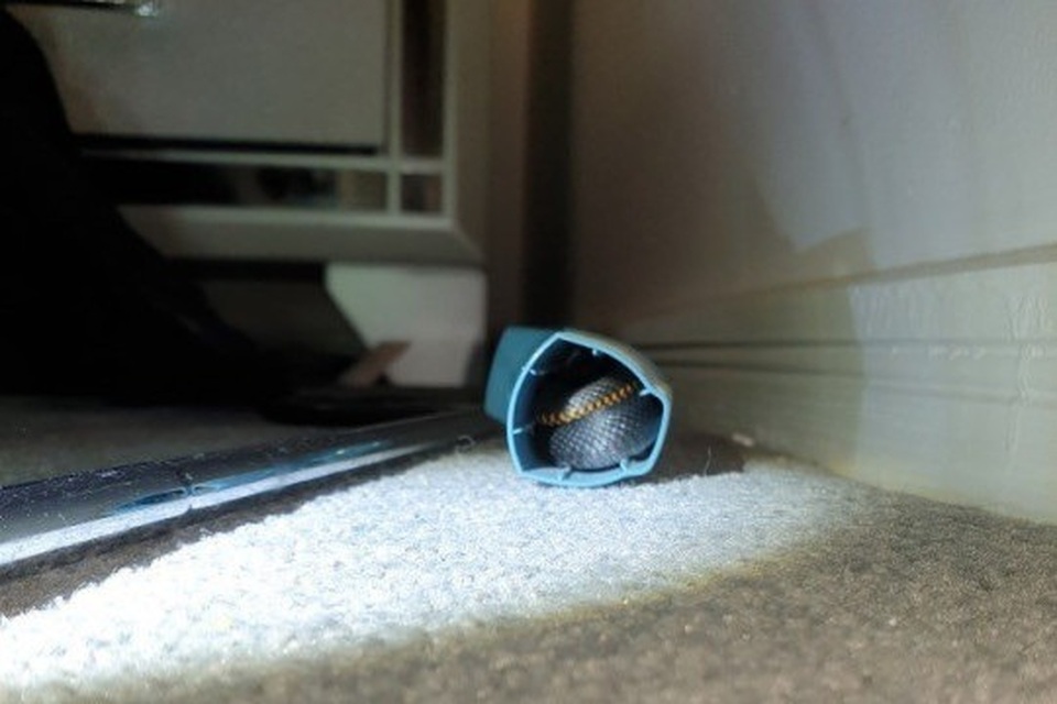 Rắn độc cuộn tròn ẩn nấp trong ống hít hen suyễn của người - 2