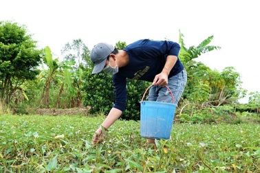 Nghe công nhân Cần Thơ kể chuyện hái rau, bắt ốc trong mùa dịch