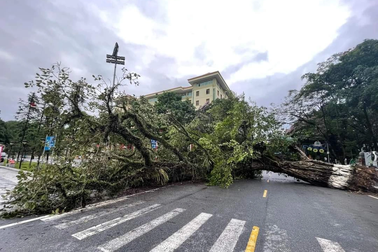 Cây đa cổ thụ cạnh cột mốc km0 ở Hà Giang bị bật gốc