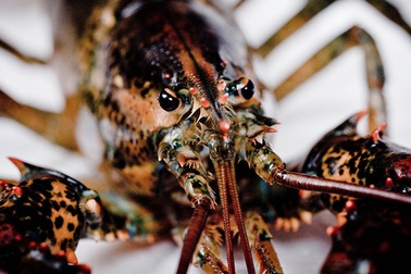 Dùng động vật biển để phát hiện... tàu ngầm