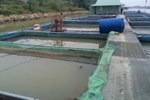 Nuôi lợn rừng, thả cá, đại tá về hưu kiếm hàng trăm triệu đồng mỗi năm