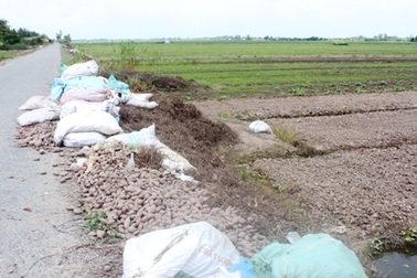 Khoai lang rớt giá, nông dân bỏ đống đầy đồng, quay về với lúa