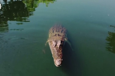 Cá sấu bất ngờ nhảy lên đớp phương tiện bay không người lái