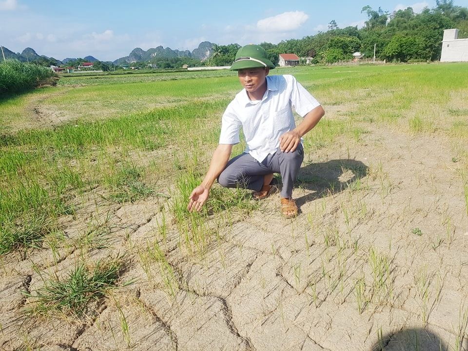 Ruộng nứt nẻ, lúa khô cháy, nông dân căng mình chống hạn - 2 Ruộng nứt nẻ, lúa khô cháy, nông dân căng mình chống hạn - 2