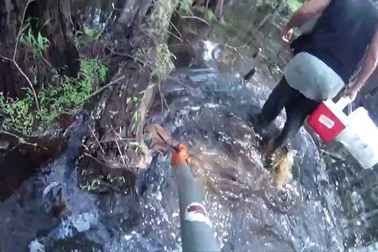 Loài rắn hung hăng nhất khi căng thẳng