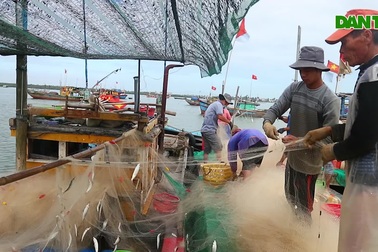 Ngư dân Quảng Nam trúng đậm cá trích