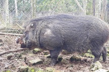 Quảng Ngãi: Kiếm hàng trăm triệu đồng từ nuôi heo rừng bán dịp Tết