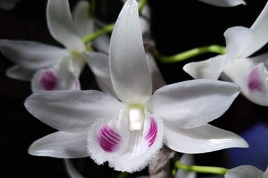 Đua nhau bịa giá trên trời, người chơi lan khiến thị trường náo loạn