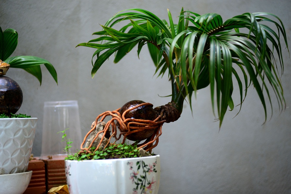 Bonsai hình chuột.jpg Bonsai hình chuột.jpg