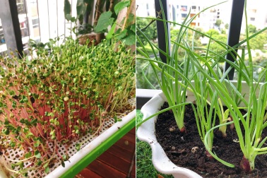 Tự trồng rau mầm, hành lá, giá đỗ để bổ sung vào mâm cơm mùa dịch