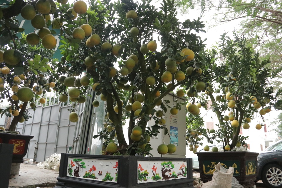 Hà Nội: Bưởi cảnh, đào khủng đua nhau xuống phố đón Tết - 5
