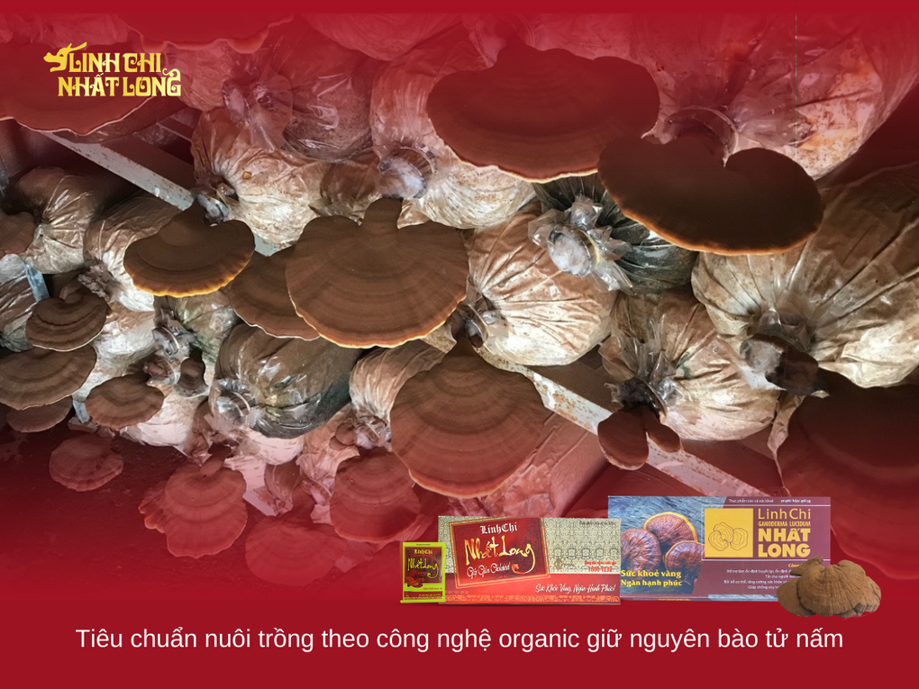 Hỗ trợ giảm huyết áp, đường huyết với trà Linh Chi Nhất Long - 2 Hỗ trợ giảm huyết áp, đường huyết với trà Linh Chi Nhất Long - 2
