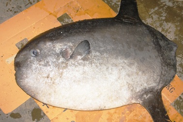 Tặng cá lạ “có một không hai” cho Bảo tàng Thiên nhiên Việt Nam