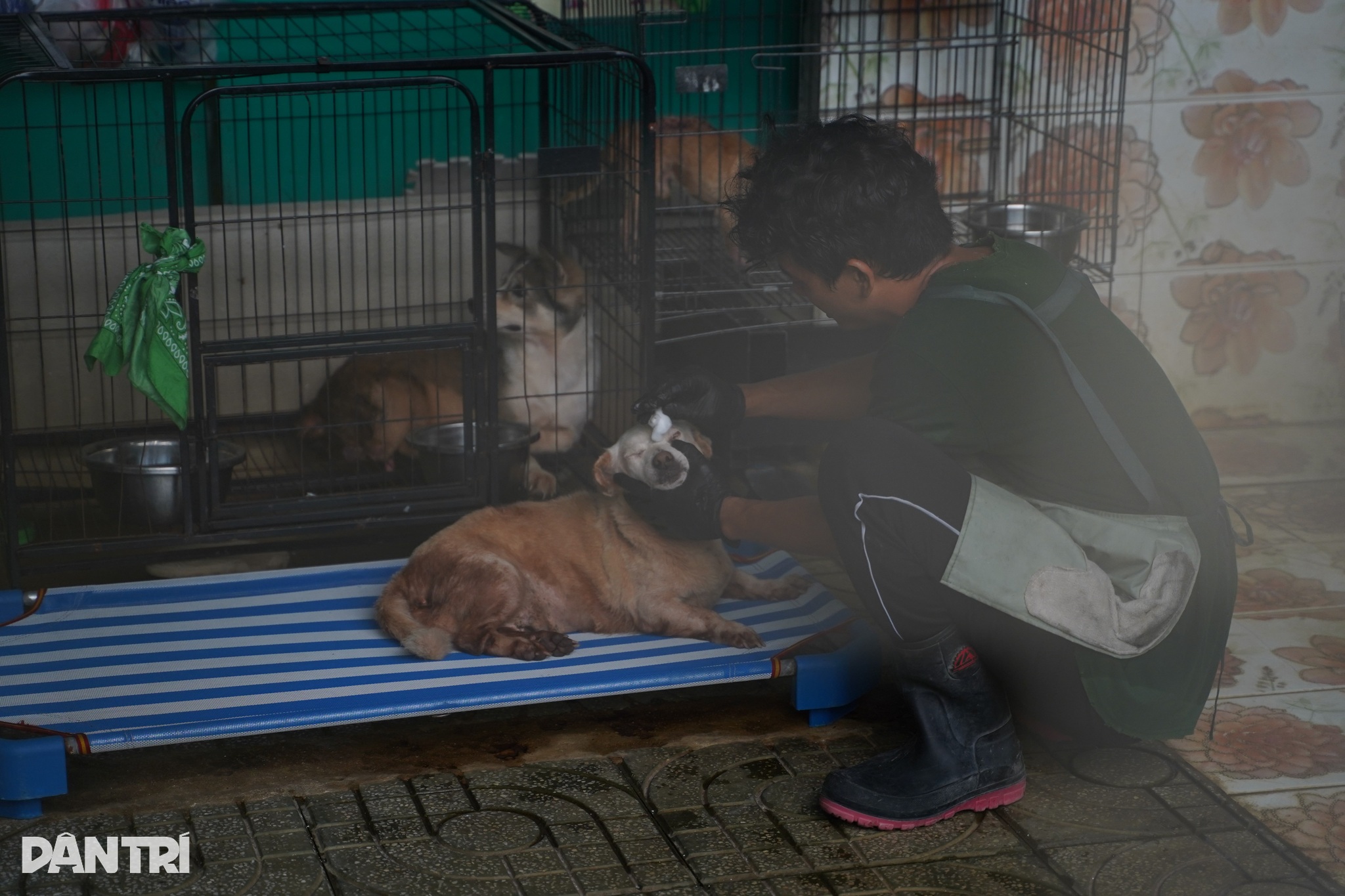Trong lúc đó, anh Tú lo xịt rửa, dọn dẹp chuồng trại, thay nước uống, gom rác thải y tế. Sau khi ăn nhẹ bằng hạt, các bé được thả chơi ngoài sân, tắm nắng, cào đất, rượt đuổi nhau quanh những bụi chuối sau vườn. Sau bữa ăn trưa, chuồng lại được dọn thêm lần nữa trước khi các bé được đưa vào nghỉ ngơi.