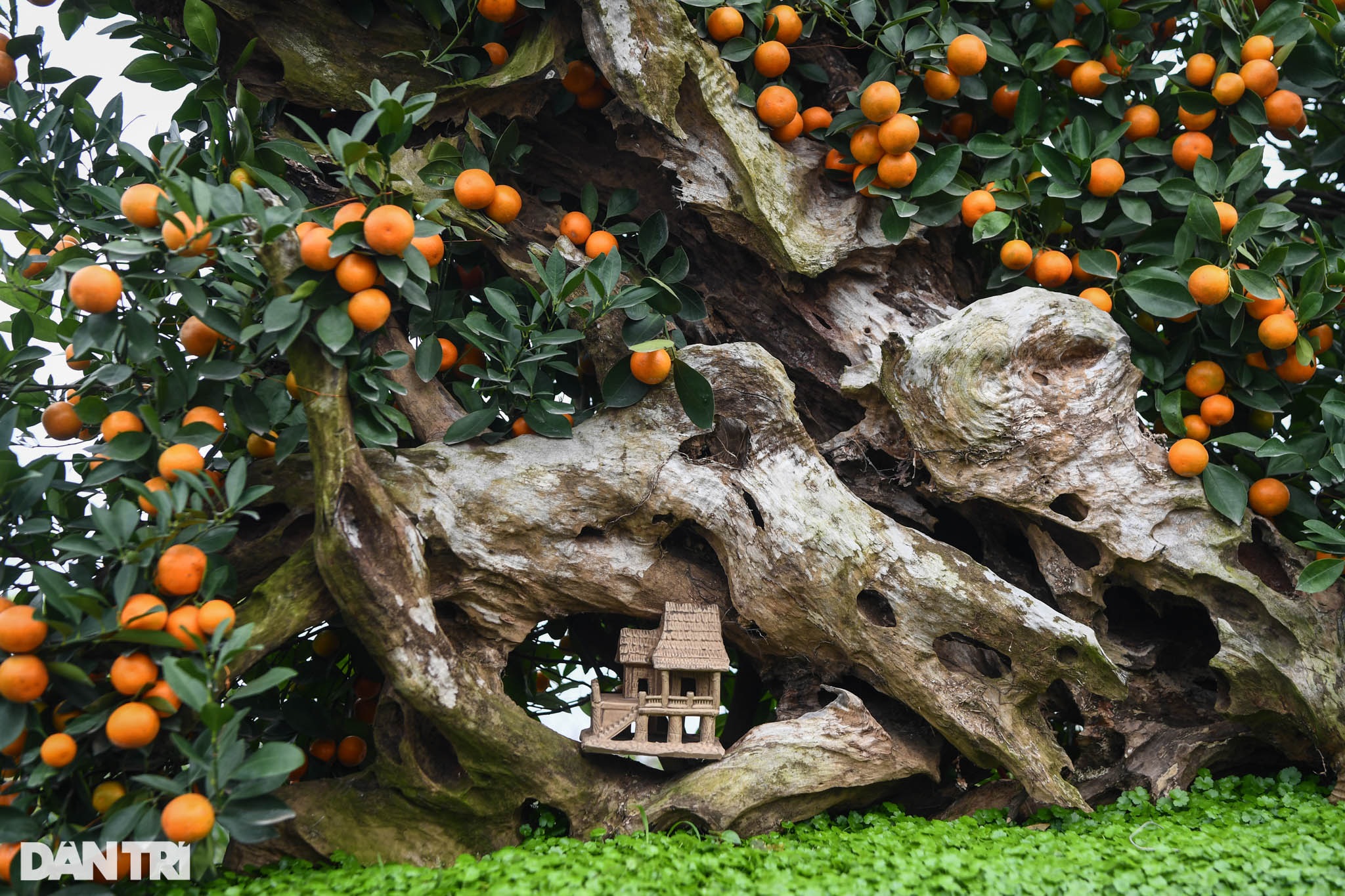 Quất bonsai trăm triệu khoe dáng bày bán tại thủ phủ trồng quất Tứ Liên - 8 Quất bonsai trăm triệu khoe dáng bày bán tại thủ phủ trồng quất Tứ Liên - 8