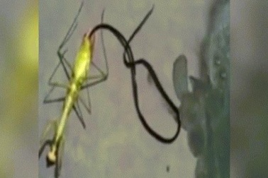 Ghê rợn cảnh “quái vật” đen dài ngoằng chui ra từ xác bọ ngựa