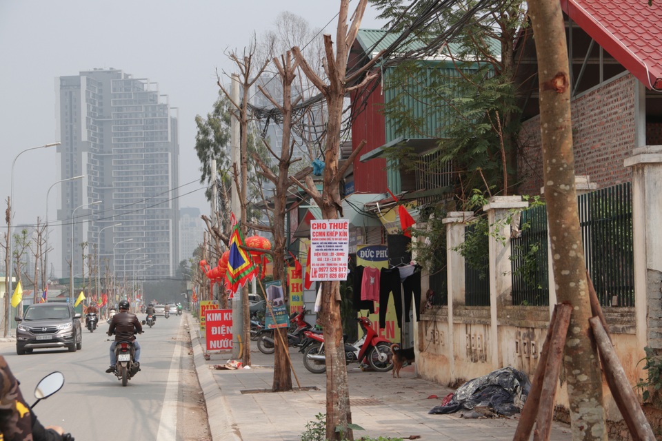 Hà Nội: Hàng trăm cây xanh chết khô trên con đường mới mở - 5 Hà Nội: Hàng trăm cây xanh chết khô trên con đường mới mở - 5