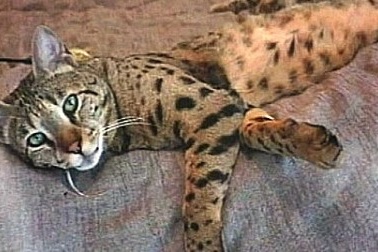 Thưởng hơn 100 triệu cho ai tìm được mèo lạc