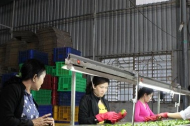 Thưởng tết 2017: DN nông nghiệp cố mức thưởng “coi cho được”