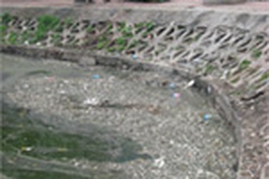 Cá hồ Ngọc Khánh chết hàng loạt