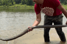 Hình ảnh động vật nổi bật: Người đàn ông đùa giỡn với rắn hổ chúa "khủng"