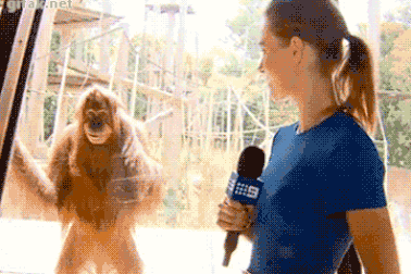 "Cười hết nấc" trong ngày nghỉ lễ với bộ sưu tập ảnh động siêu hài hước