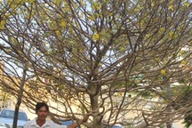 Ngắm mai “siêu khủng” giá trăm triệu xứ Tây Đô