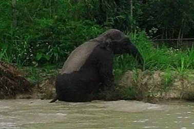 Voi rừng ở Sơn La xuống bản tắm ao, giẫm lúa của dân