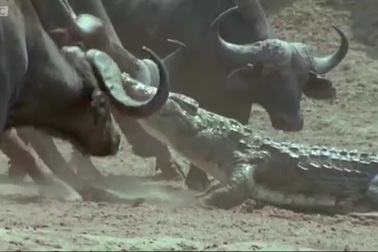 Đỉnh cao màn "kéo co" đầy kịch tính giữa trâu rừng và cá sấu sông Nile