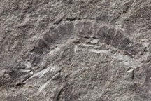 Sinh vật trên cạn đầu tiên của trái đất "hiện hình" trong đá