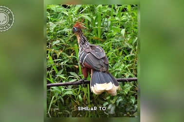 Loài chim thối nhất thế giới, cơ thể tỏa ra mùi nồng nặc như phân bò