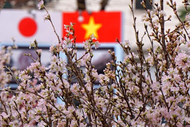 12.000 cành anh đào Nhật Bản khoe sắc bên hồ Gươm