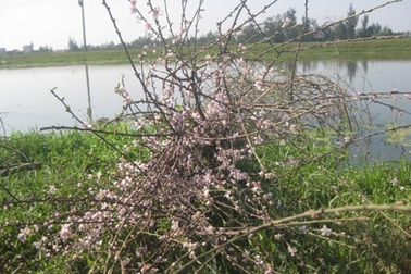 Đào "cười" trong nắng nóng, làm khổ người buôn hoa