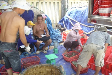 Chiêu ép giá tôm hùm mới của thương lái Trung Quốc