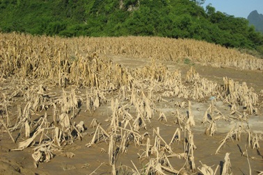Thắt lòng nhìn cánh đồng ngô sau lũ 