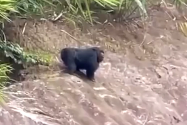 Phát hiện cá thể nghi linh trưởng quý hiếm gần đường đi