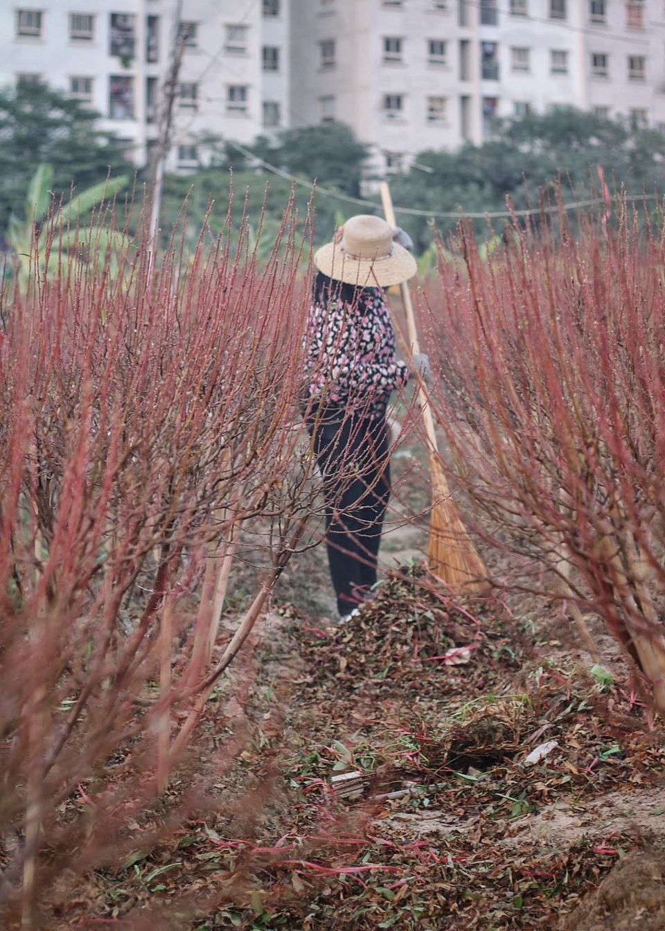 Người dân bất lực nhìn hàng nghìn gốc đào “chết khô” trước vụ Tết nguyên đán - 10 Người dân bất lực nhìn hàng nghìn gốc đào “chết khô” trước vụ Tết nguyên đán - 10