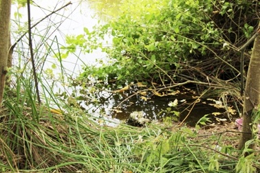 Bắt nghi can giết cháu bé bán vé số 12 tuổi 