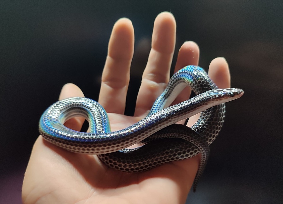 Loài rắn hiền lành với con người, nhưng lại là khắc tinh của rắn độc - 4 Loài rắn hiền lành với con người, nhưng lại là khắc tinh của rắn độc - 4