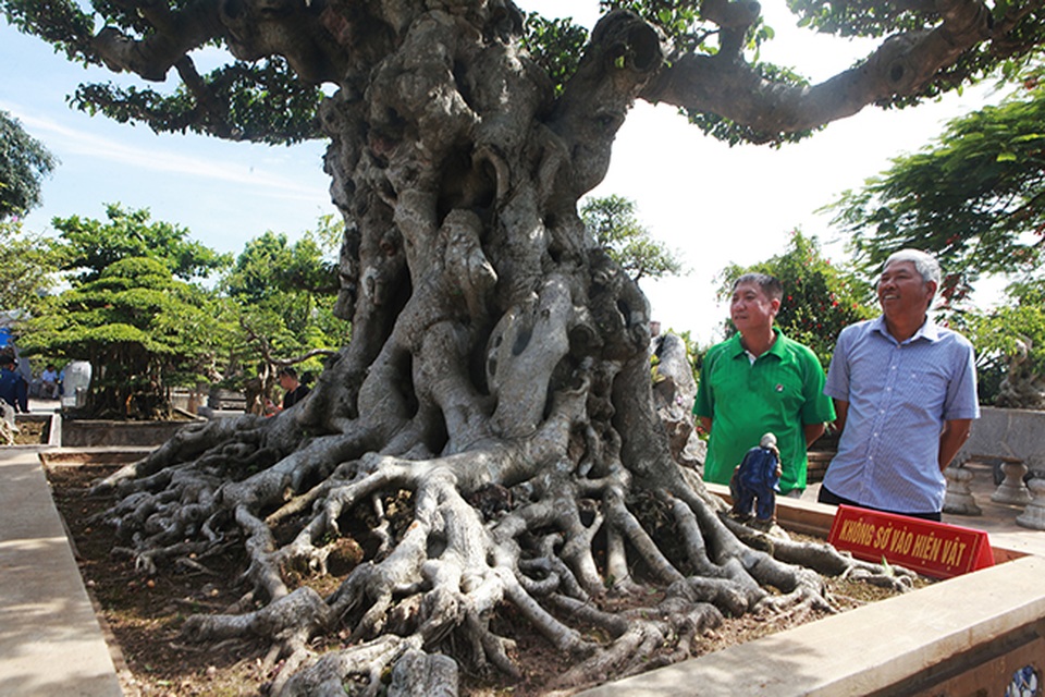 Đại gia Hà Nội làm dậy sóng” làng cây cảnh khi chi 24 tỷ đồng mua 2 cây sanh - 13 Đại gia Hà Nội làm dậy sóng” làng cây cảnh khi chi 24 tỷ đồng mua 2 cây sanh - 13