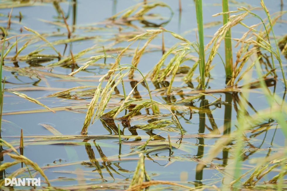 Canh bạc của nông dân ngoài đê bao mùa lũ - 2
